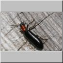 Tillus elongtus - Buntkaefer 01 9mm.jpg